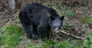 Bear Encounters Force Trail Closures at Great Smoky Mountains