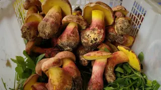 Psychoactive Mushroom Produces Fairy-Tale Hallucinations While Defying Known Psychedelics