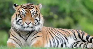 Fatal Tiger Attack at Yorkshire Wildlife Park Prompts Closure and Official Condolences