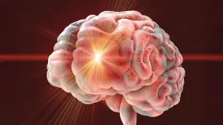 Senolytic drug duo triggers brain myelin loss in mice