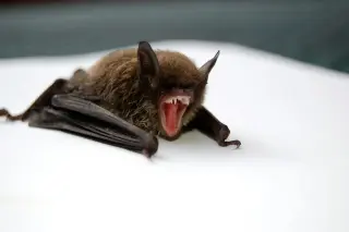 Rabies Exposure Alert After Bats Test Positive in Humboldt County