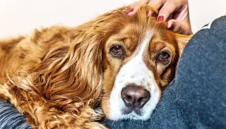 Spotting Dementia in Aging Dogs and Cats: Signs and Support