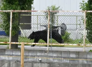 Bear attack in Japanese neighborhood highlights rising wildlife encounters