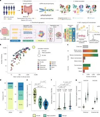 Single-cell atlas links IBD risk to cell-type specific gene regulation