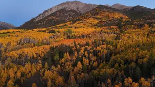 Pando: Earth's Heaviest Living Thing Is a 106-Acre Aspen Clone