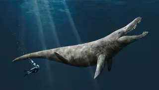 Jurassic Pliosaur Liopleurodon Revisited: Not the 25-Meter Giant It Was Made Out to Be