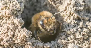 New York graveyard hides a vast underground city of solitary bees