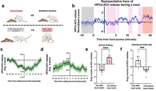 Gut-Brain Highway: Vagus Nerve Links Diet to Memory Through Acetylcholine