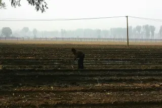 AI guidance wipes out 25 acres of sesame crops