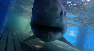Breton the 1,400-pound great white surprises scientists by heading south off Florida