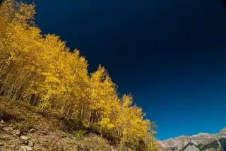 Pando: Utah’s 14,000-year-old ‘forest of one’ fights to regrow amid deer pressure