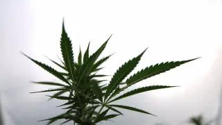 Congressional CRS: Medical Cannabis Rescheduling Is a Limited Federal Opening