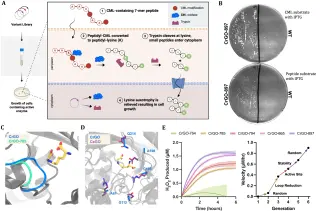 Enzyme Destroys AGE Waste in Tissues, Showing Ex Vivo Rejuvenation Clues
