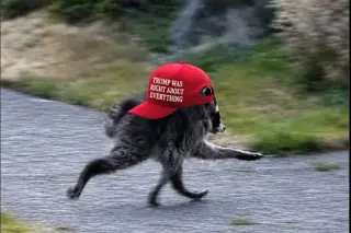 White House meme backfires on Jimothy the raccoon MAGA moment