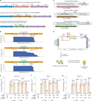 CRISPR-Cas orchestrates hidden anti-phage defenses into a layered bacterial immunity