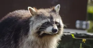 Raleigh confirms second rabid raccoon this year, dog quarantined