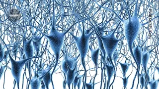New Atlas Maps Gene Activity in Prefrontal Cortex Across Lifespan