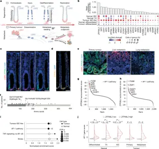 ZFP36L2 serves as a stress-switch linking regeneration and metastasis in colorectal cancer