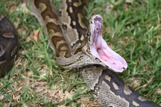 Porcupine Punctures Python: A Deadly Dinner in South Africa