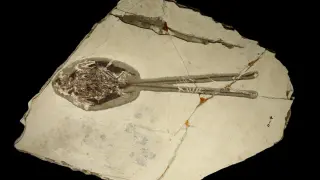 Ancient Bird Flaunted a Tail Twice Its Body Length in a Dino‑Era Display