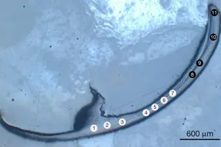 Ancient bristle worm jaws redefine metal in biology as a new class of bio-metals