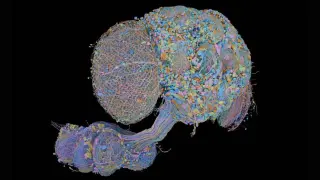 Complete male fruit fly brain connectome unlocks sex-specific brain comparisons