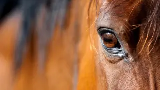 Teen Arrested After Knife Attacks on Three Horses at Las Vegas Barrel-Racing Show