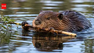 Rabid beaver attack at Maryland park prompts beach closure and teen airlift
