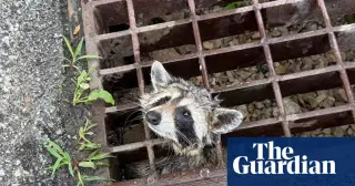 Week in Wildlife: Raccoon Rescue, High-Altitude Mouse and a Masterful Camouflage Wildcat