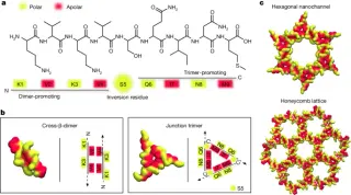 Nine-residue peptides encode hexagonal nanochannel lattices via specific interaction motifs