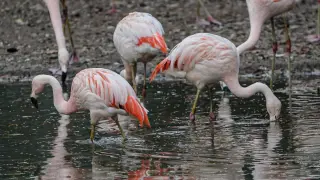 Canadian man sentenced for felony animal cruelty after stealing Las Vegas flamingo