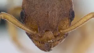 Tapeworm Extends Ant Lifespan and Rewrites Social Roles
