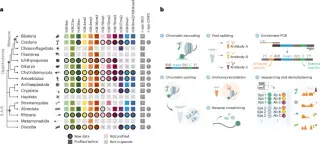 Conserved euchromatin, diverse heterochromatin across eukaryotes revealed by iChIP2 profiling