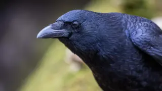 Crows Process Visual Decisions Twice as Fast as Primates, Study Finds
