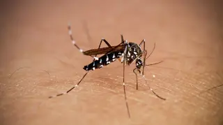 Engineer Builds AI-Powered Laser Mosquito Killer at Home