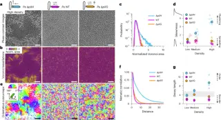 Pseudomonas aeruginosa Uses Mechanical Collisions to Adaptively Regulate Collective Movement