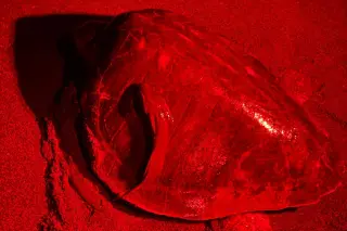 Unlikely hitchhiker: remora clings to turtle ashore for 19 minutes in Costa Rica study