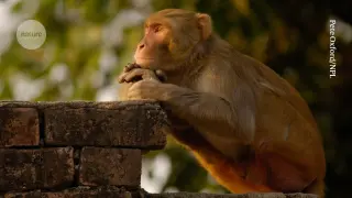 Berkeley Study Finds Macaque Brains Flicker Between Conscious and Unconscious Images 15 Times a Second