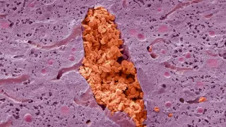 Liver Vein Under the Microscope: Red Blood Cells in Action