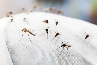 Florida's Dengue Death Highlights Local Mosquito-Borne Outbreak