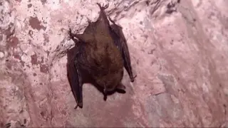 Rabies-positive bat found in downtown Minneapolis prompts exposure check