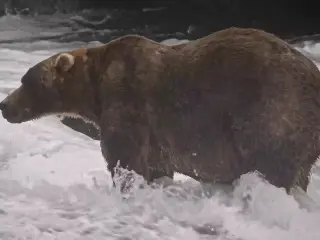 Backpack claims 2026 Fat Bear Week title in narrow vote