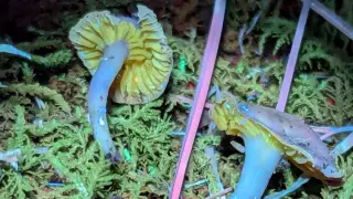 West Virginia Forager’s Unidentified Mushroom Triggers DNA Testing for Potential New Genus