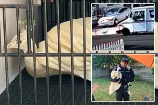 Video Captures Pasadena Mail Carrier Accused of Attacking Beloved Peacock