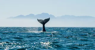 From Cold War Ears to Whale Chatter: SOSUS Finds a New Life Across Oceans