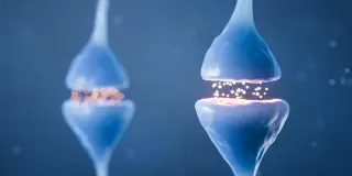 Dopamine Keeps Stress-Reduced Courtship Alive in Fruit Flies