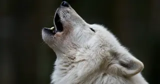 Ice-Age Wolf Head Preserved in Siberian Permafrost Reveals Fur, Brain, and Youth