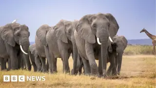 Kenya probes 14-elephant death mystery near Amboseli