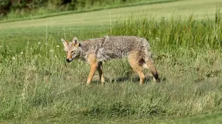 Ottawa teen attacked by coyotes prompts city to rethink wildlife safety