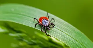 Rare Lyme Bacterium Detected in New York as First Local Case